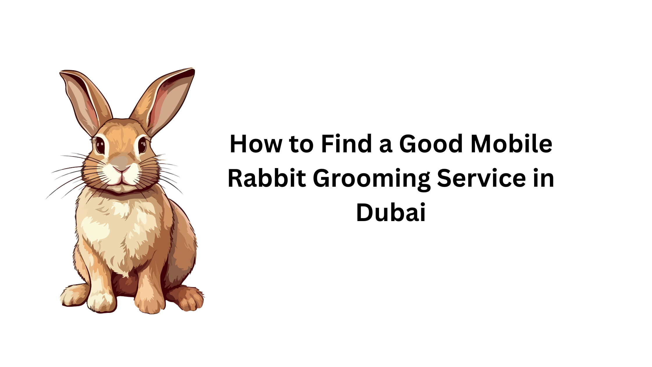 How to Find a Good Mobile Rabbit Grooming Service in Dubai