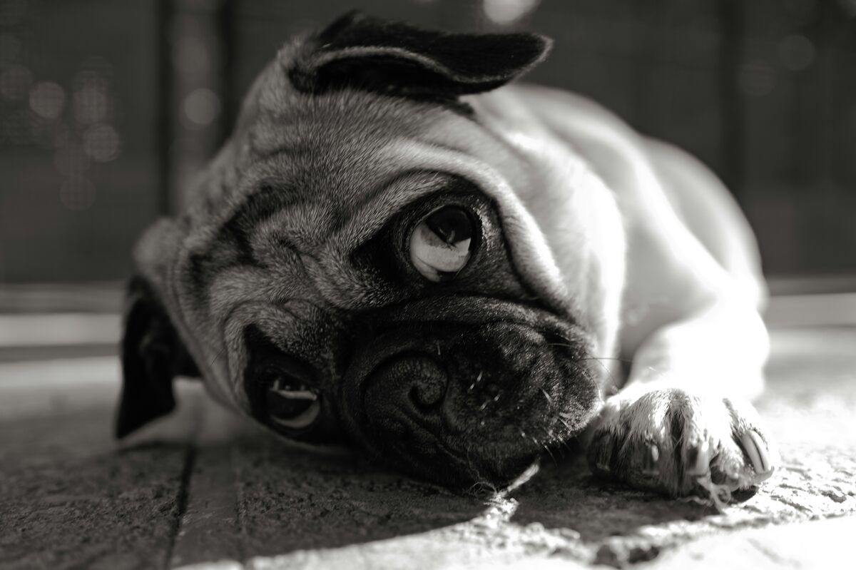 French Bulldog Health Issues: What Owners Need to Know