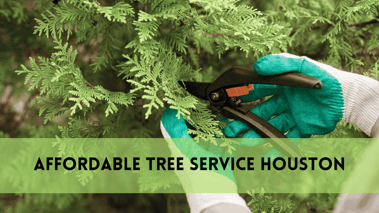 Affordable Tree Removal and Cheap Tree Trimming Service | Safe & Budget-Friendly Tree Care