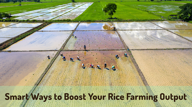 Smart Ways to Boost Your Rice Farming Output
