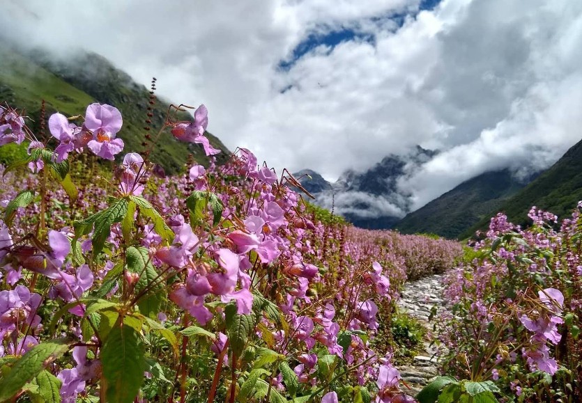 Exploring the National Parks of Uttarakhand: A Rich Blend of Wilderness, Beauty, and Biodiversity