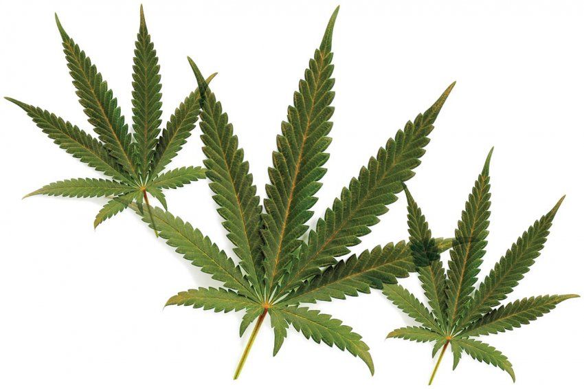 What Are The Benefits And Use Of Indica Marijuana?