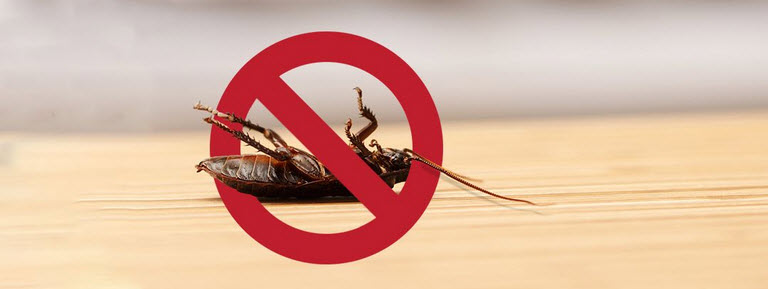 Eco-Friendly Cockroach Pest Control Sydney: Safe Solutions for Your Family