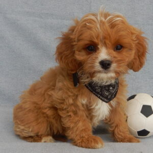 The True Cost of a Goldendoodle Puppy: Beyond the Price Tag