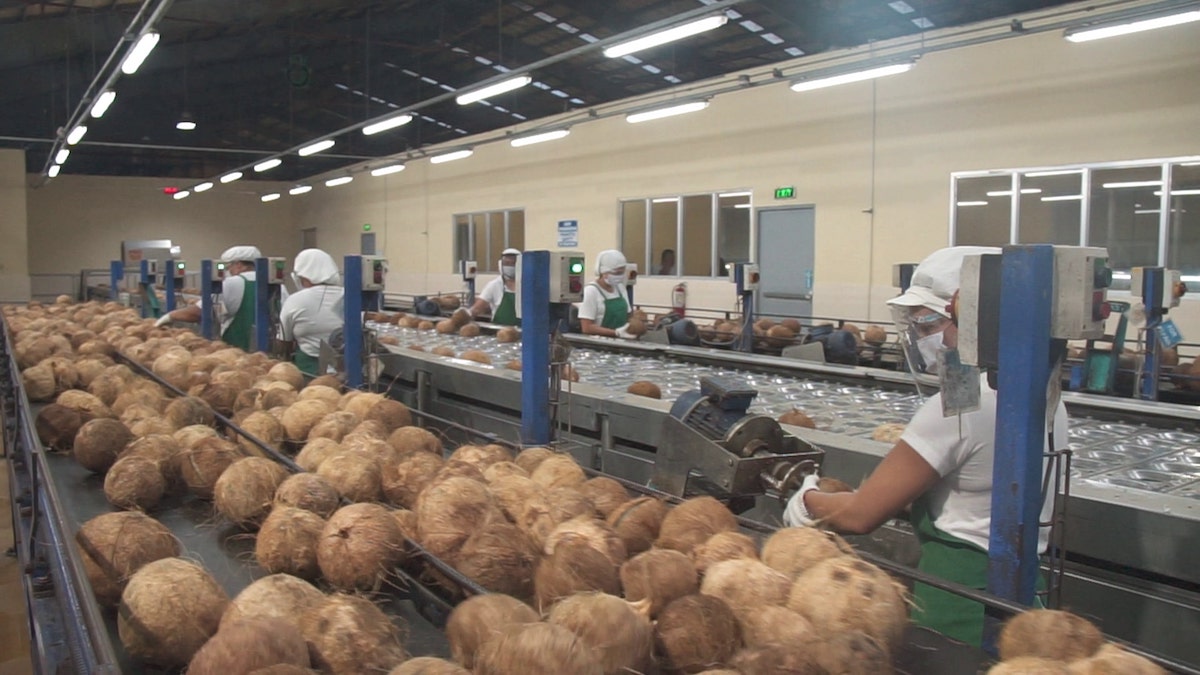Coconut Processing Plant Project Report 2025: Industry Trends and Unit Setup