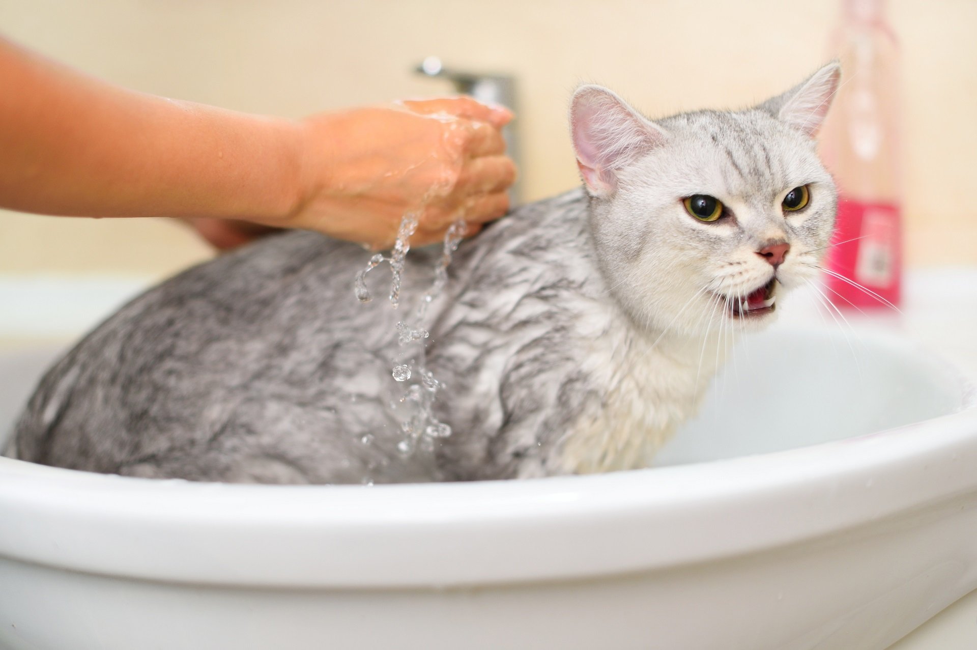 How to Bathe a Cat: A Simple Guide