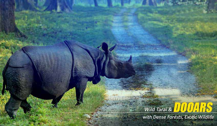 A Complete Travel Guide to the Dooars Package Tour from Kolkata