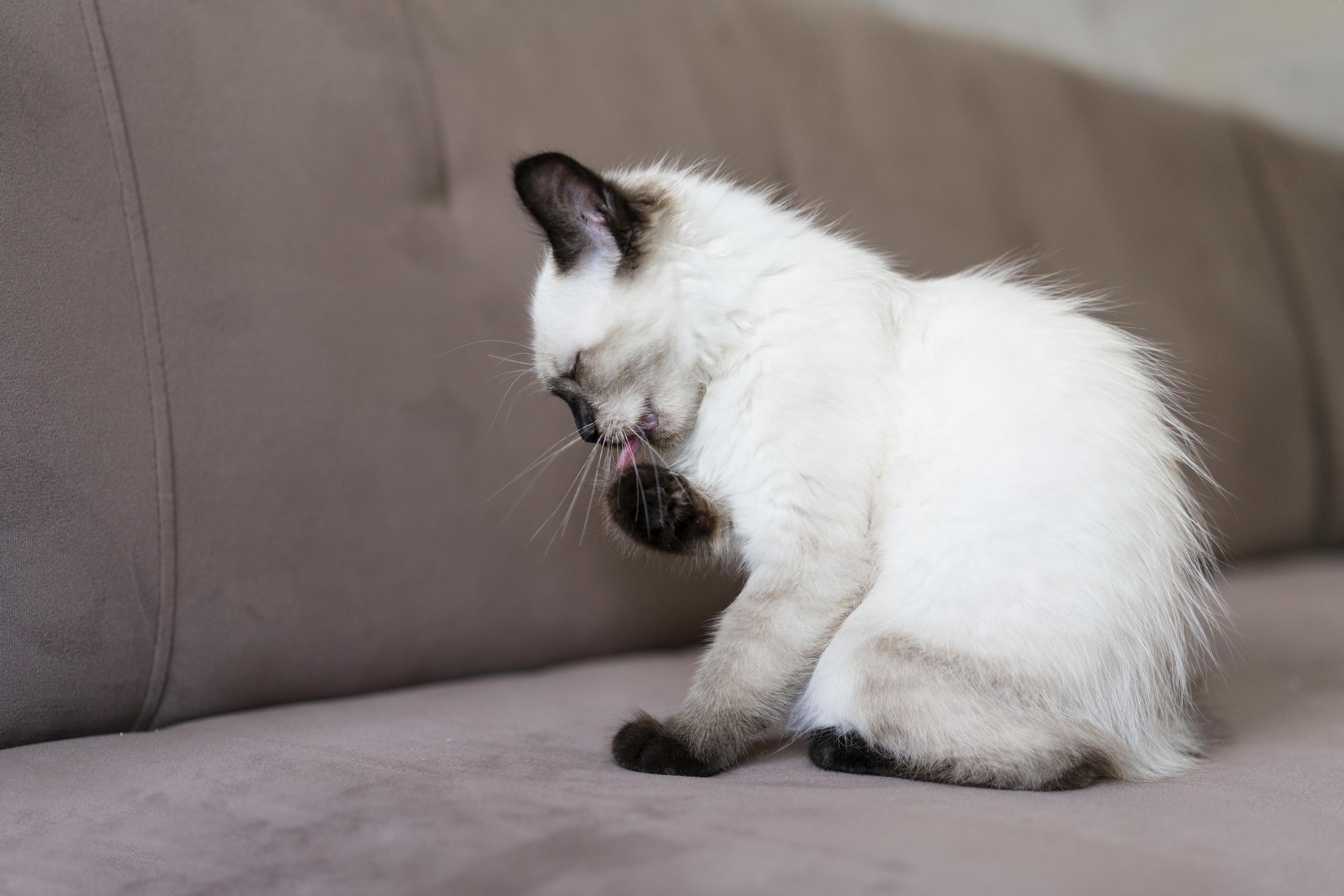 Understanding Skin Problems in Cats: Causes, Symptoms, and Solutions