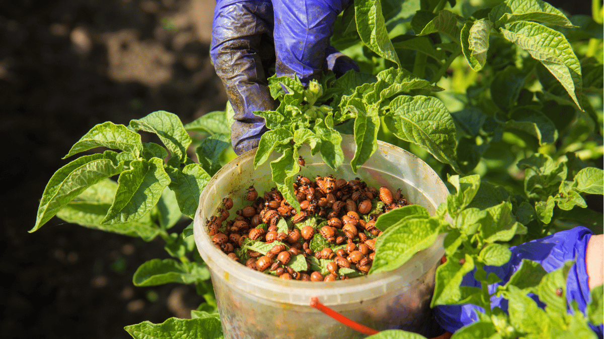 A Natural Path Forward: Trends and Innovations in Agricultural Biologicals