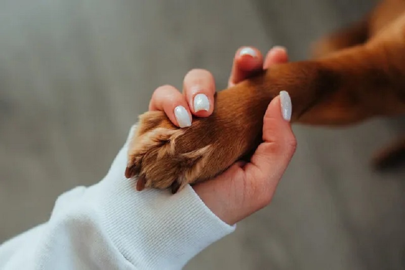 Pet Cremation Services in Hyderabad by Parameshwara Cremation