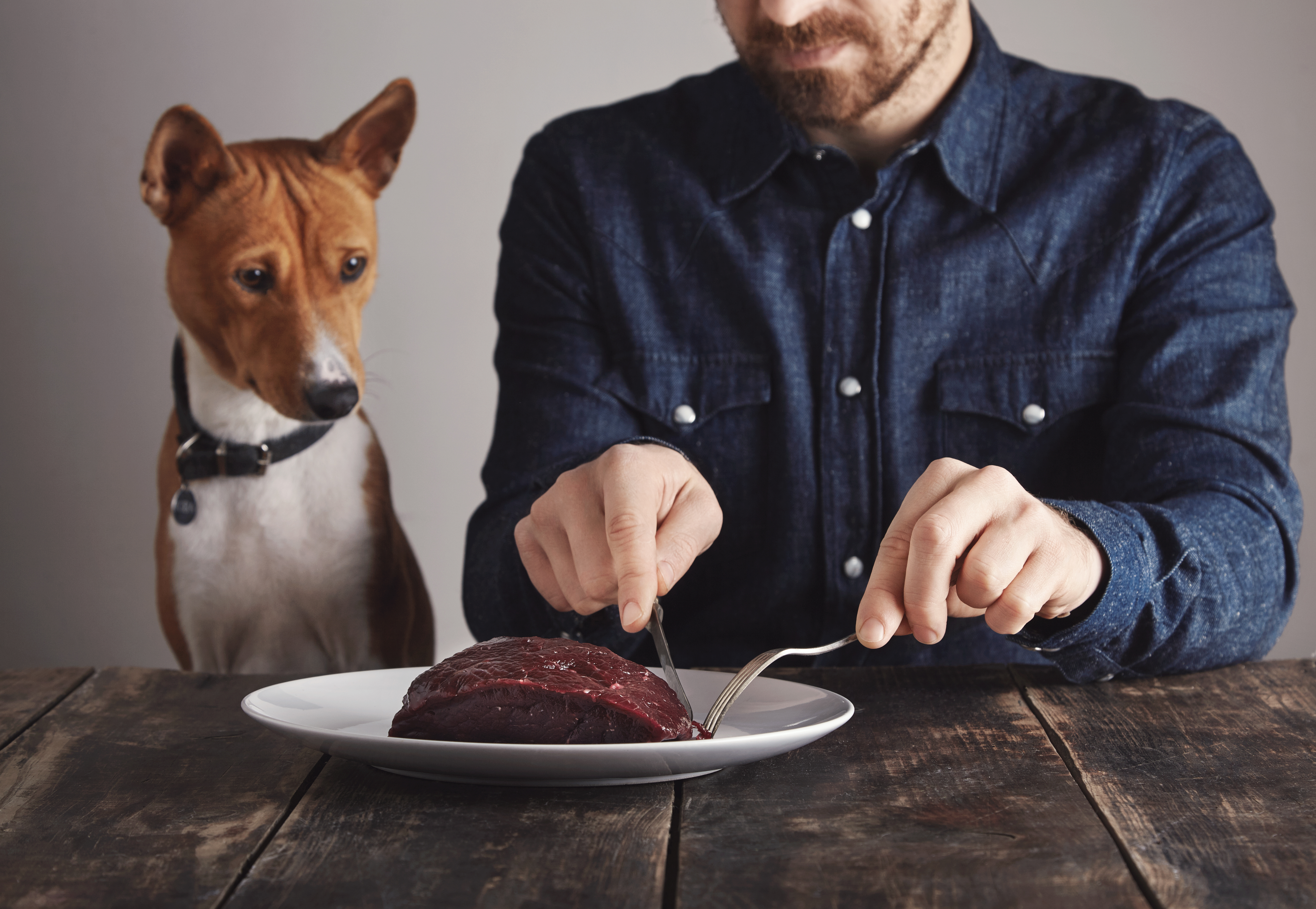 Dangerous Foods for Dogs: What Not to Feed Your Pet (And What’s Safe)