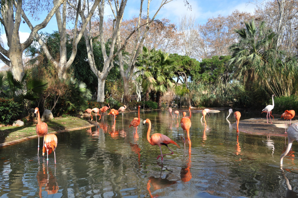 The Role of Panama Birding Lodges in Avian Conservation