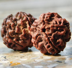21 Mukhi Rudraksha: The Rare Bead of Kuber for Wealth, Protection & Spiritual Growth