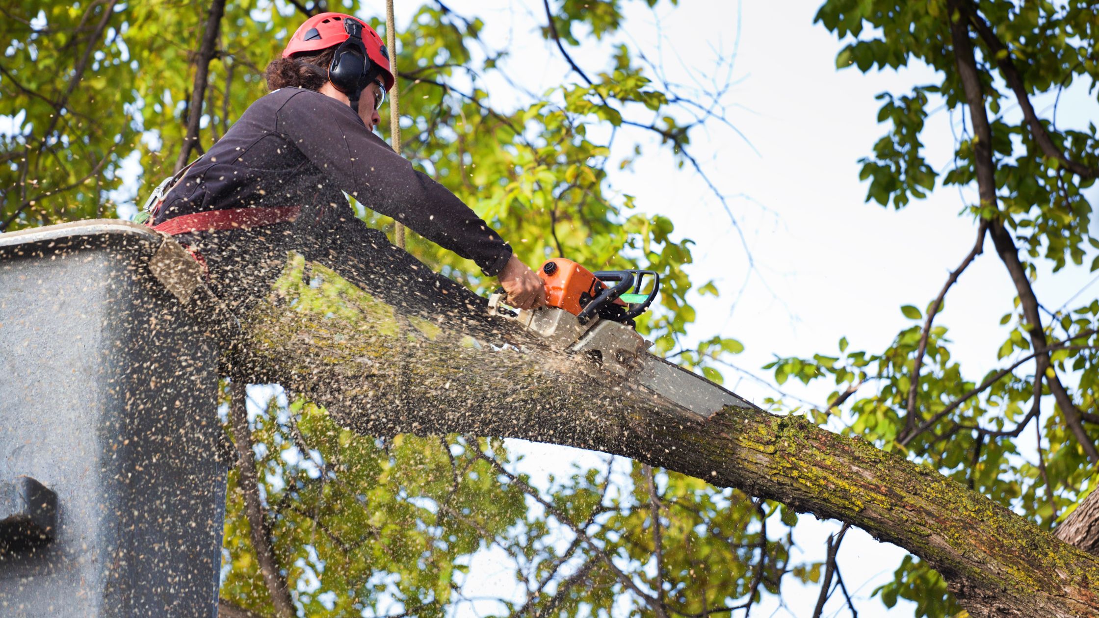 Tree Removal Auckland: Ensuring Safety, Beauty, and Environmental Responsibility