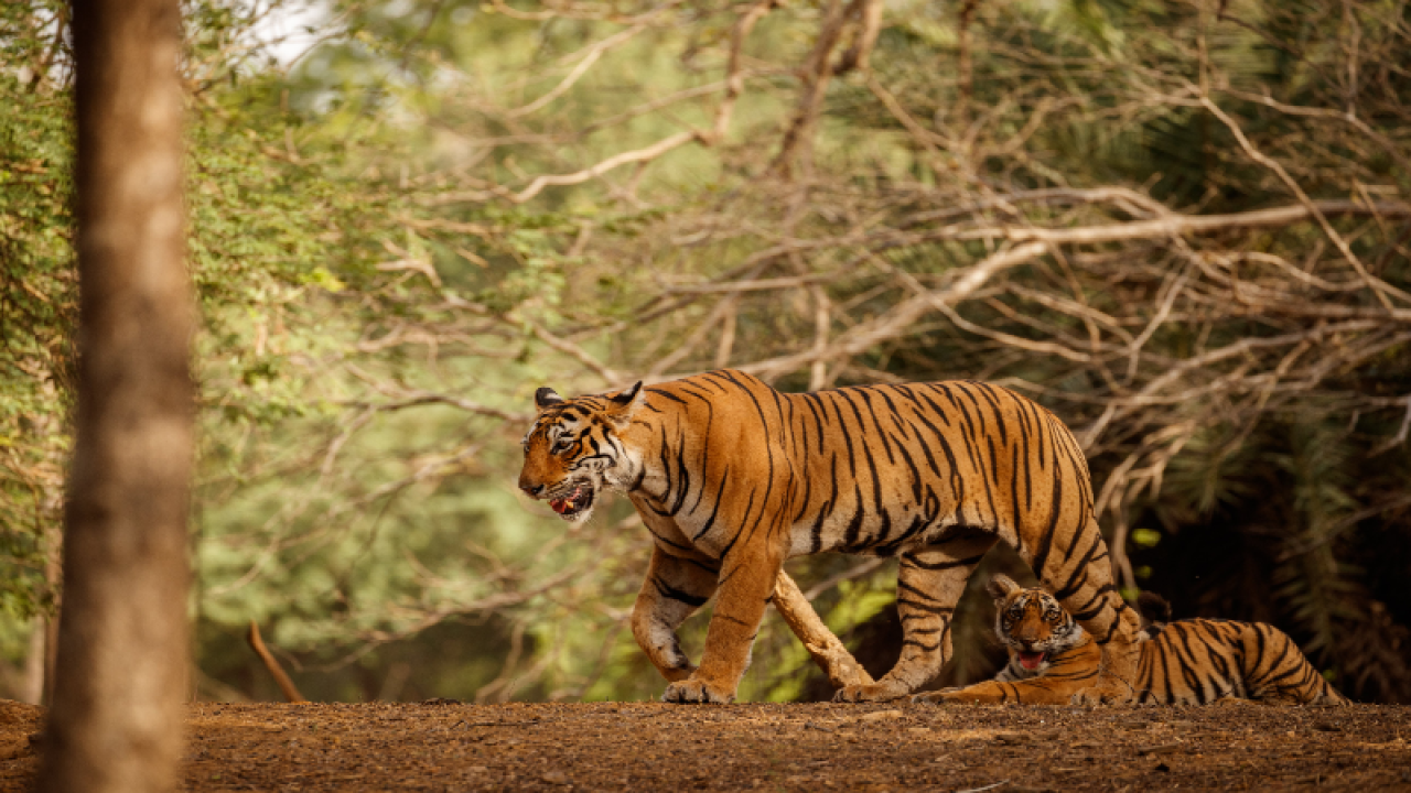 Famous Tigers of Sariska: The Royal Comeback of the Jungle