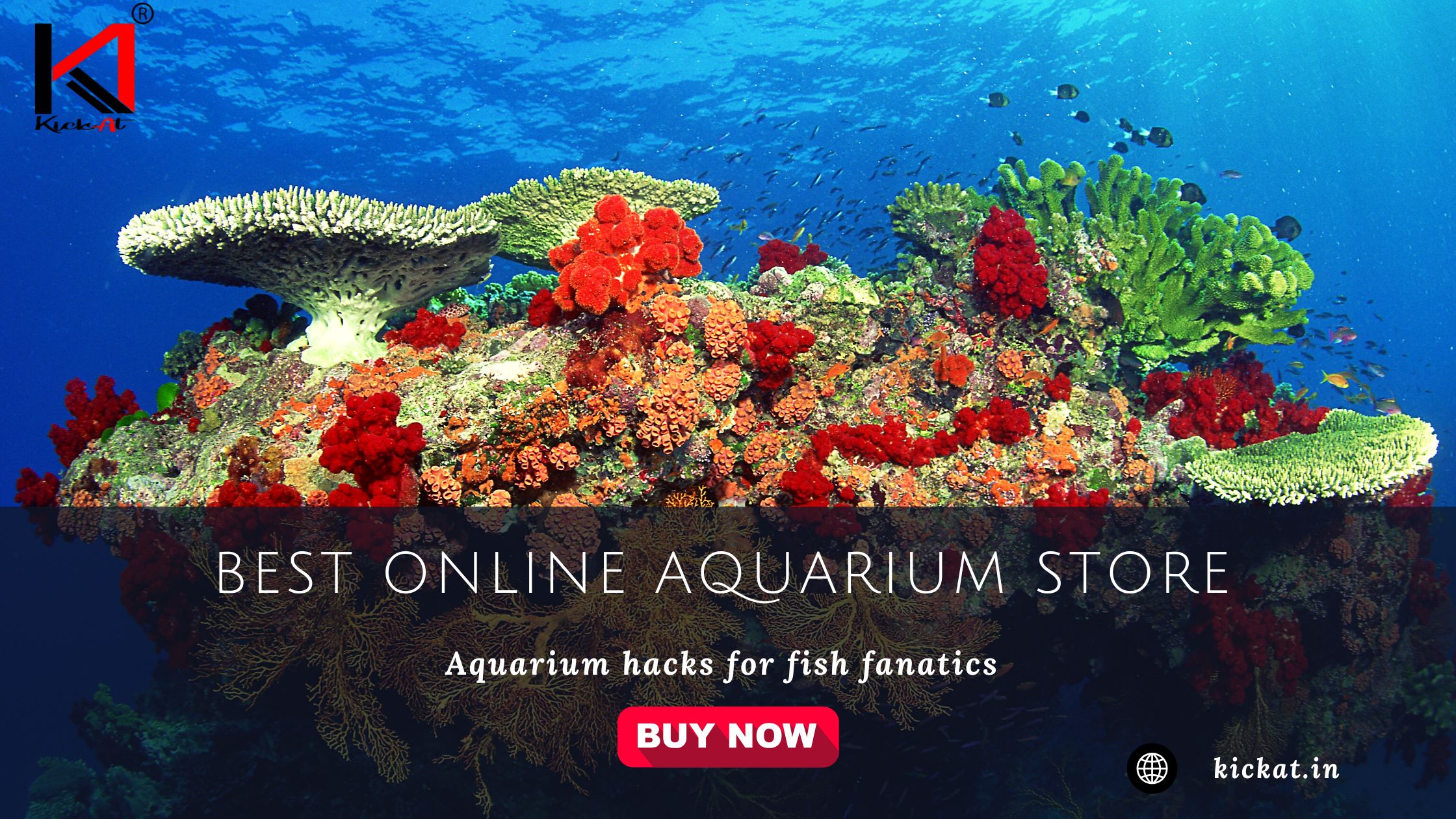 Discover the Best Aquarium Filters and Pumps, Aquarium Accessories & Equipment Online in India.