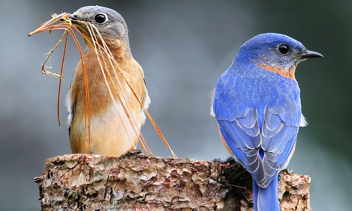 Bird Symbolism: Brave, Free, and More