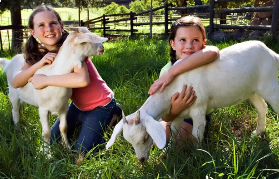 Houston Petting Zoo & Traveling Animal Shows