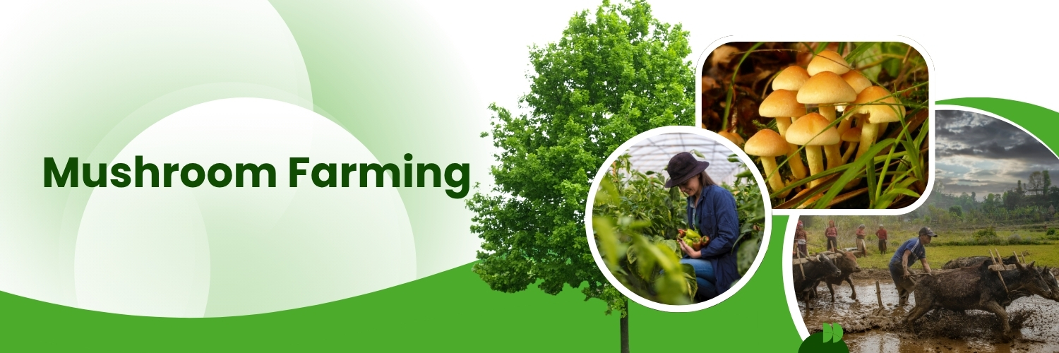 Mushroom Farming 2.0: Tech-Driven Success Stories