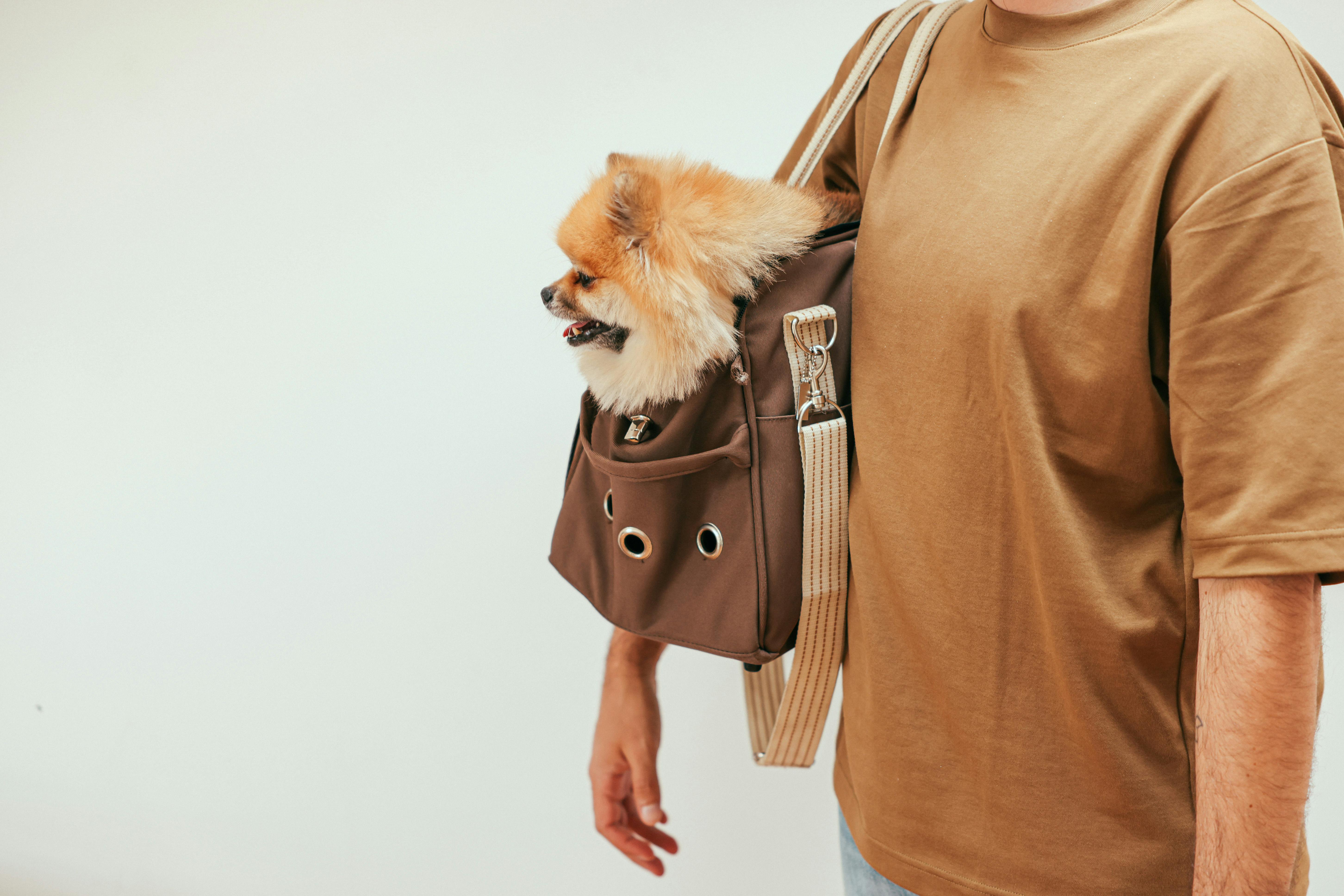 Signs Your Small Breed Dog Is Fully Grown: A Complete Guide for Dog Owners