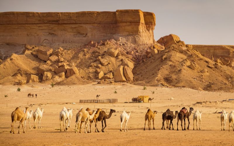 Family Travel in Saudi Arabia: What You Should Know