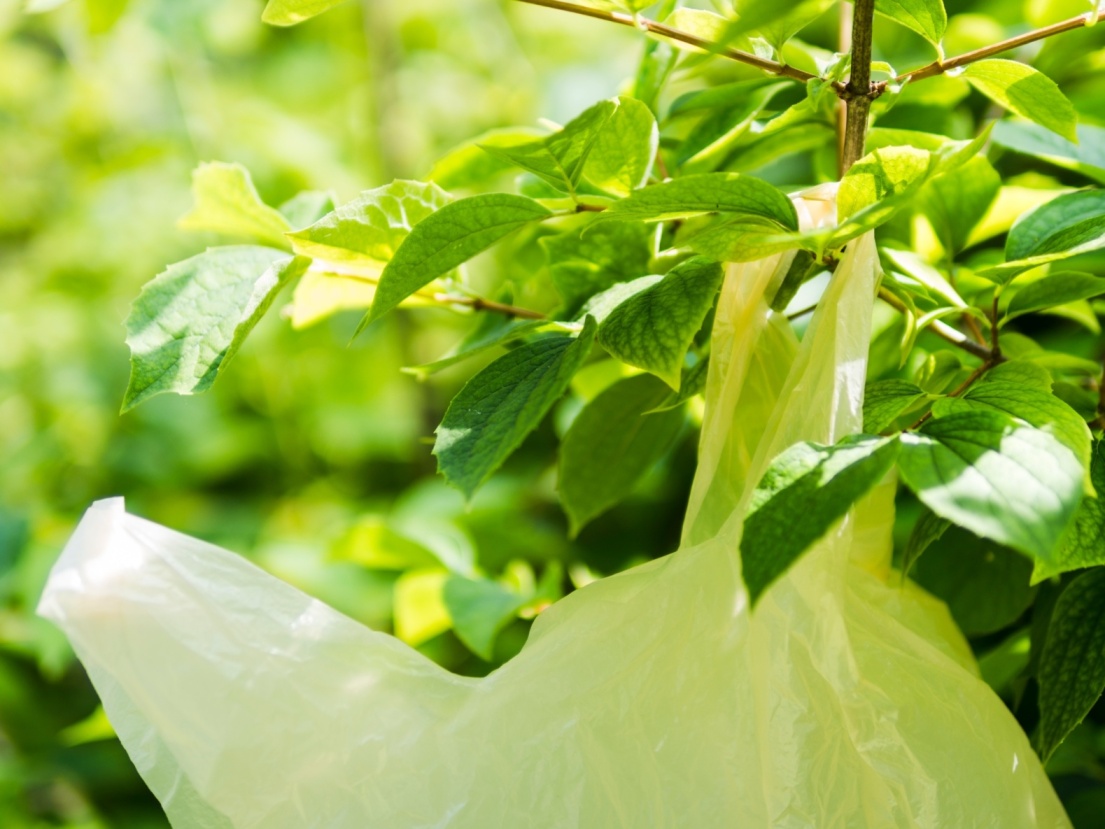From Checkout to Compost: The Journey of Biodegradable Plastic Grocery Bags