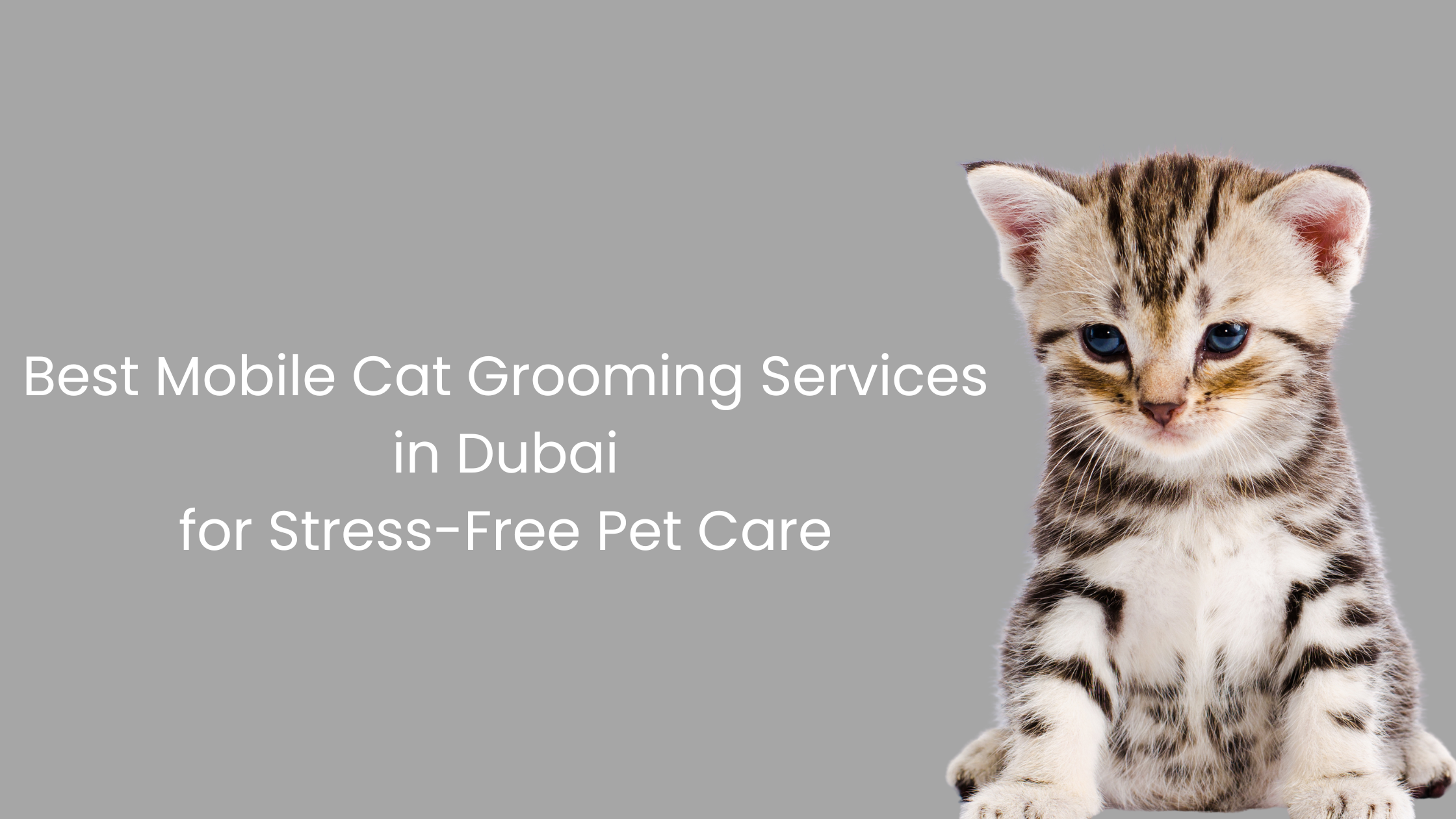 Best Mobile Cat Grooming Services in Dubai for Stress-Free Pet Care