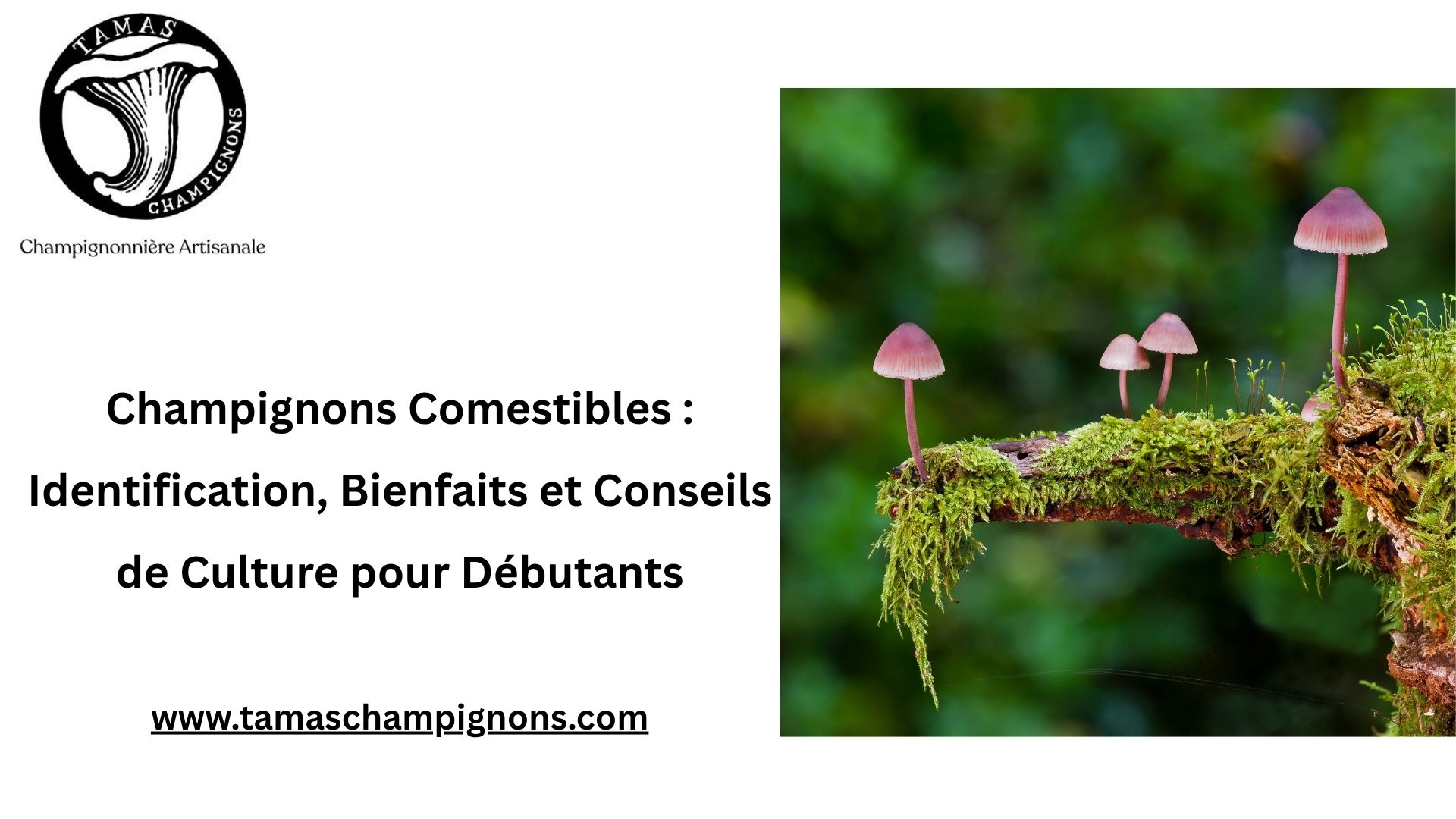 Champignons Comestibles : Identification, Bienfaits et Conseils de Culture pour Débutants