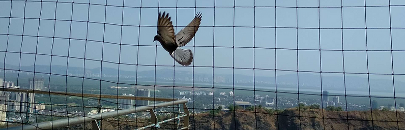 Effective Bird Netting Solutions for Chandigarh Homes by AntiPest Solutions