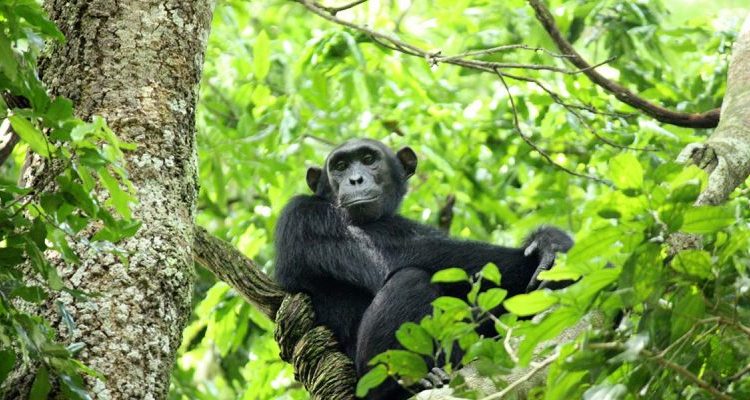 Budongo Forest in western Uganda