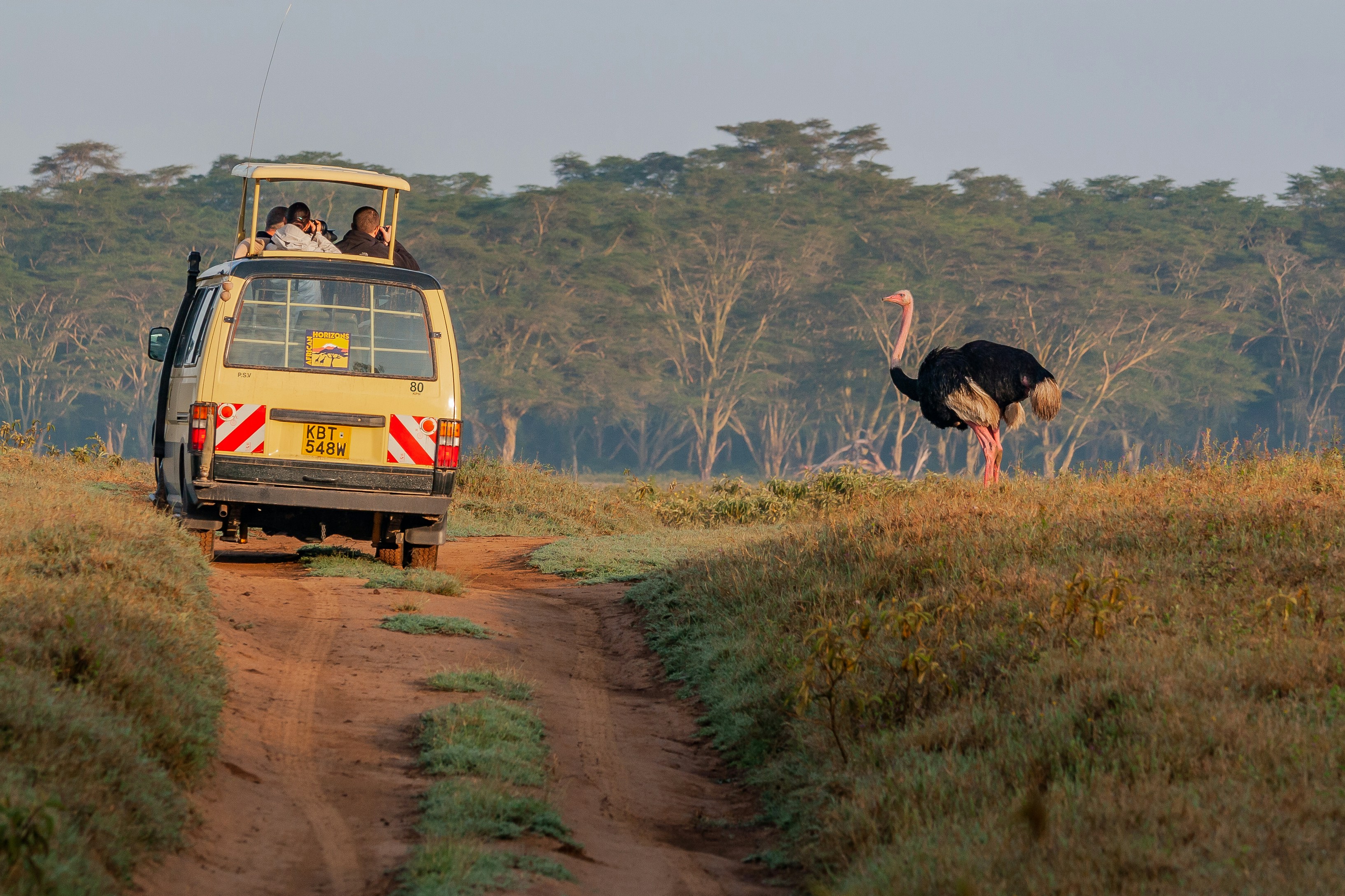 Unforgettable 6 Days Kenya Safari Tours – Reserve Your Spot Now!