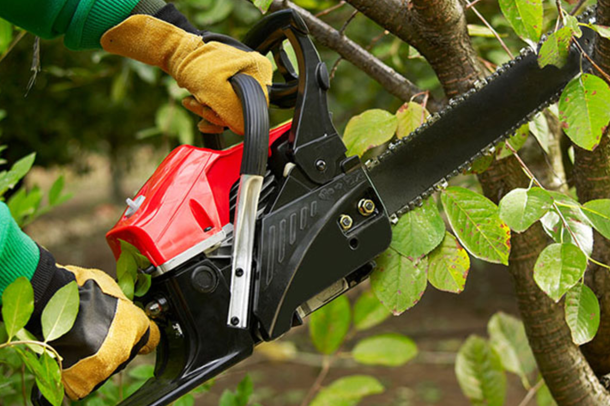 How Tree Trimming Protects Your Property from Storm Damage