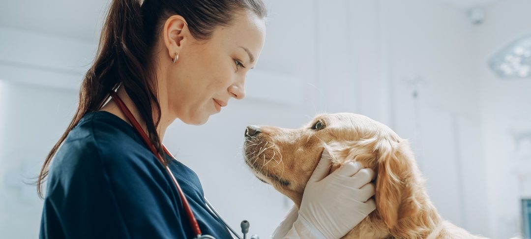 How Often Should You Take Your Pet to the Vet in AZ?