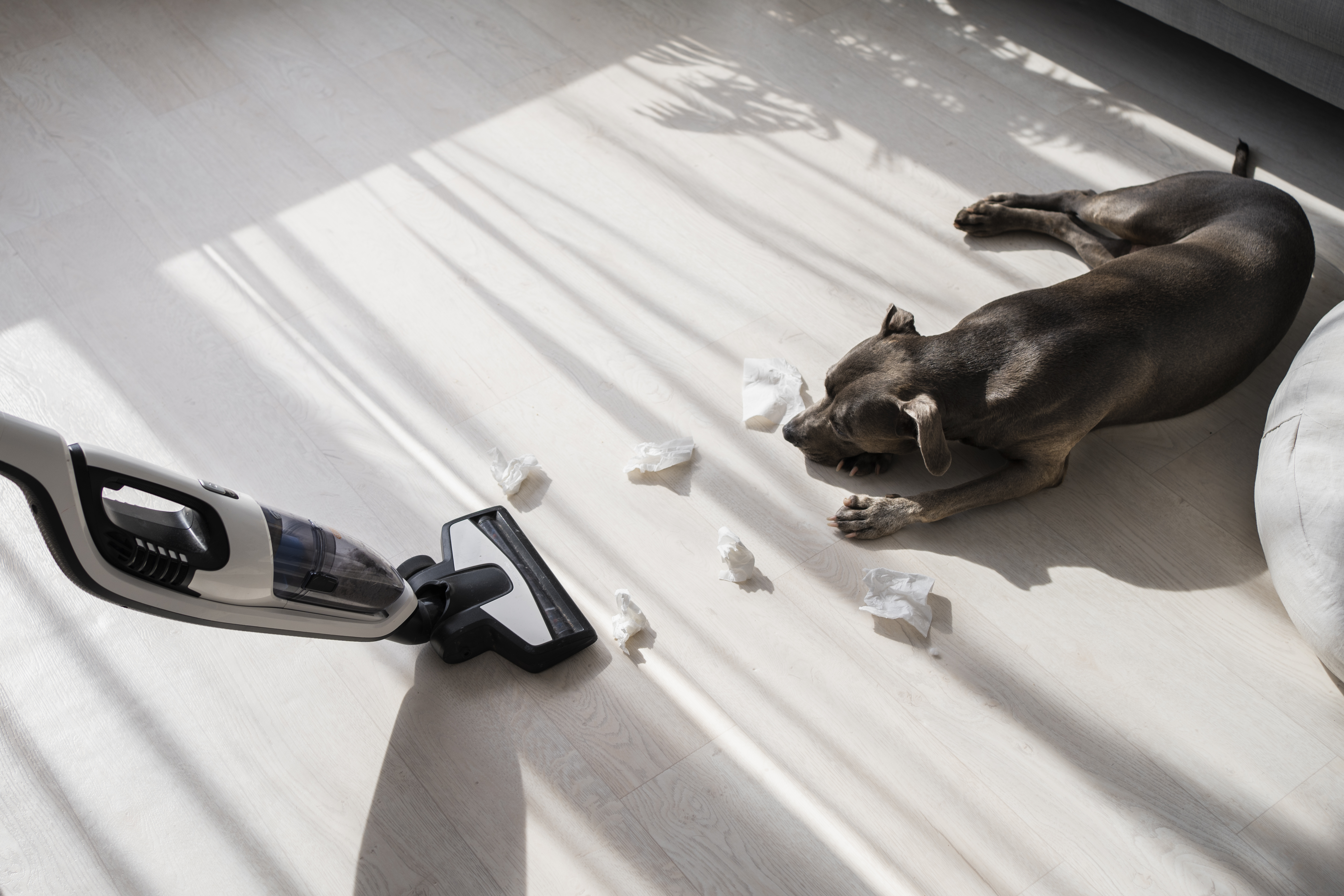 How Melbourne Vacate and Carpet Cleaning Combines Carpet Cleaning and Fumigation for Flea Control