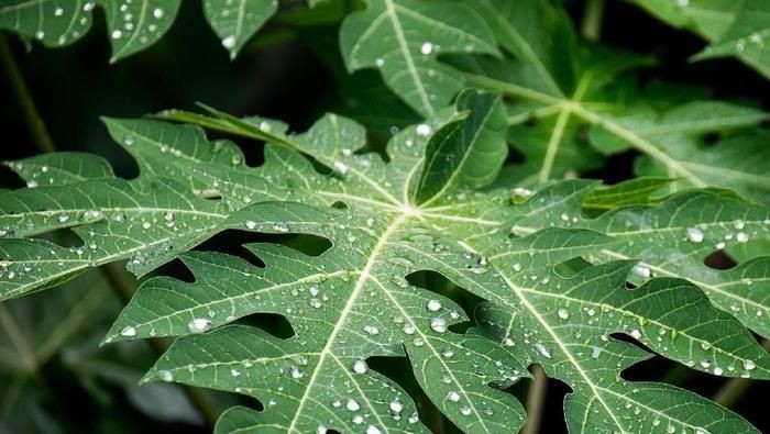 What Are The Benefits Of Boiled Guava Leaves?