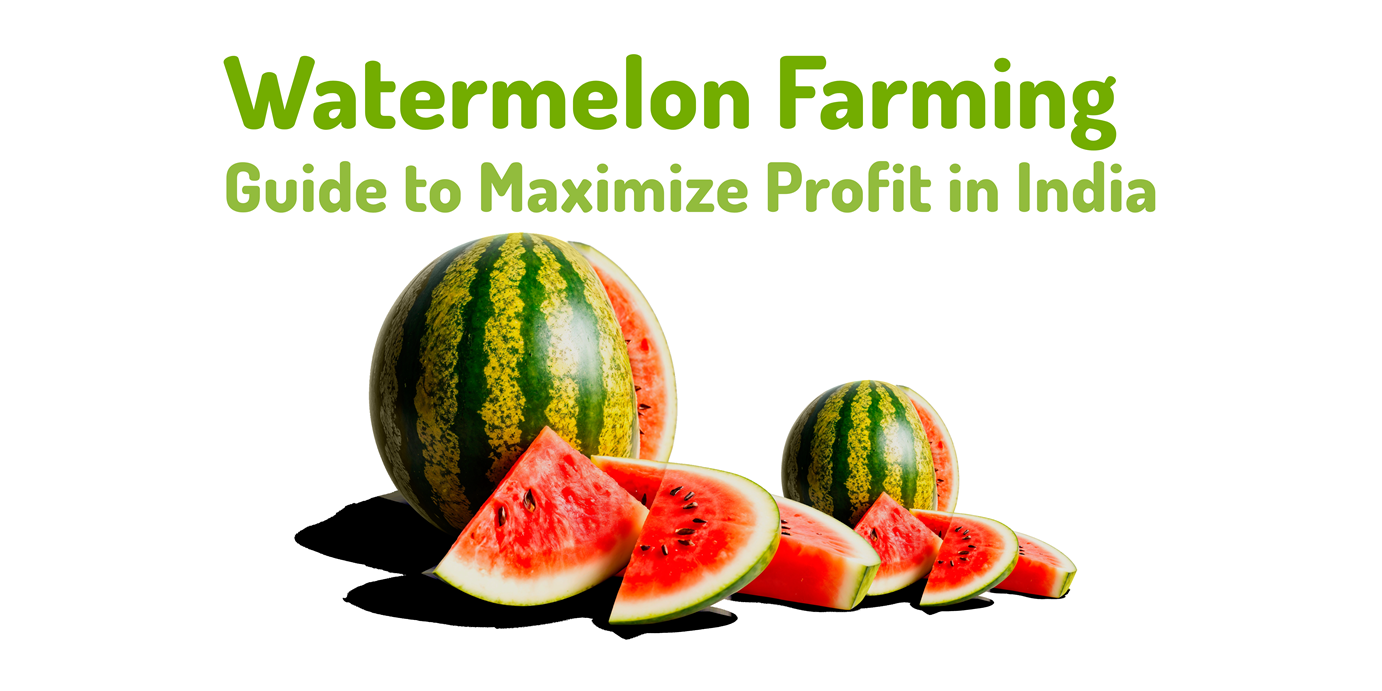 Watermelon Farming Guide to Maximize Profit in India