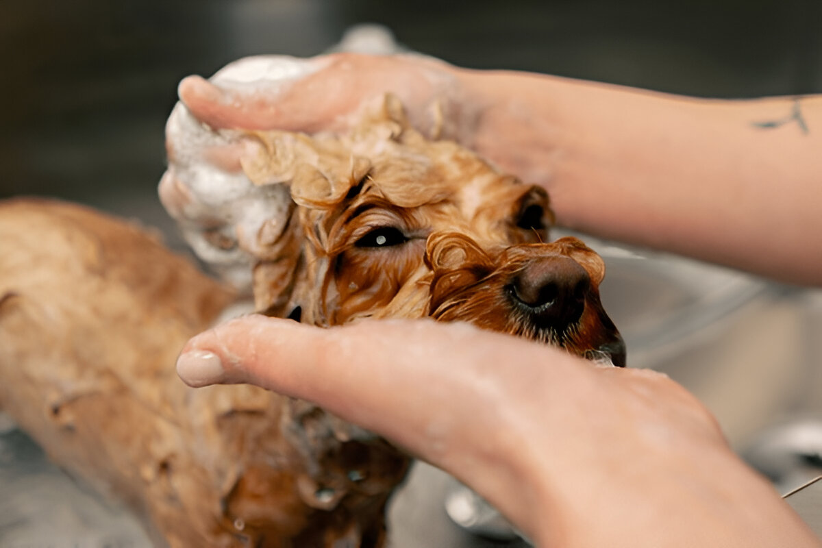 From Scruffy to Snuggly: A Day in the Life of Dog Groomers