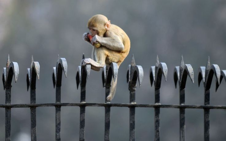 Monkey Spikes | One Step Solution to All Your Monkey Needs from NetnSpike