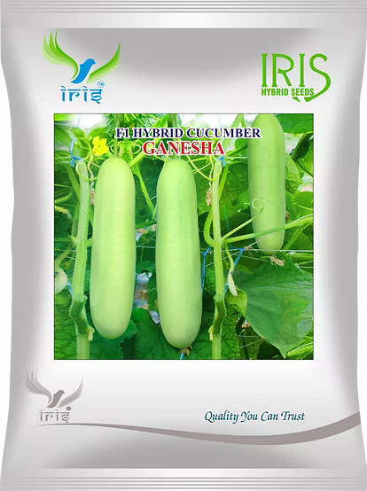 Hybrid Cucumber Seeds: The Grower's Ideal for Abundant, Healthy Harvests