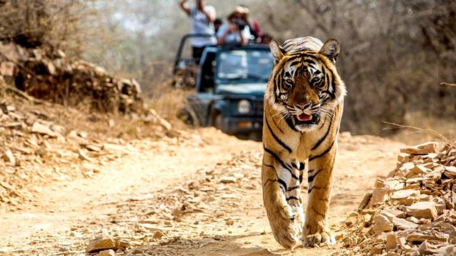 Experience Golden Triangle India with Ranthambore Tiger Safari