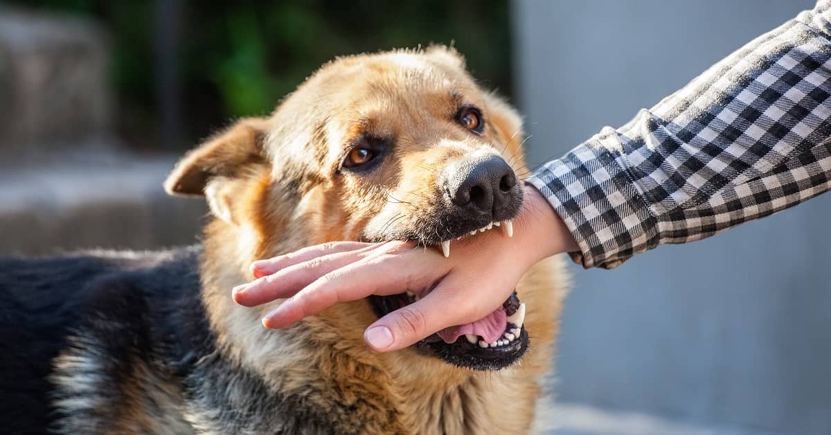 Why You Should Contact A Dog Bite Law Firm In Denver Immediately?