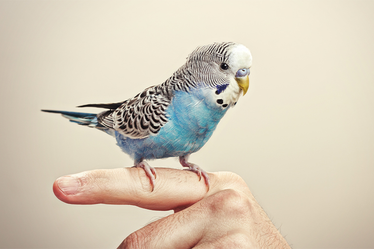 Why Pets and Bird Removing Is Crucial for Buena Park Homeowners