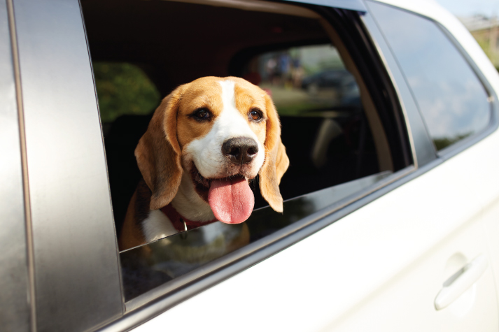 Things to Know Before Booking a Pet Taxi in the UK and Europe