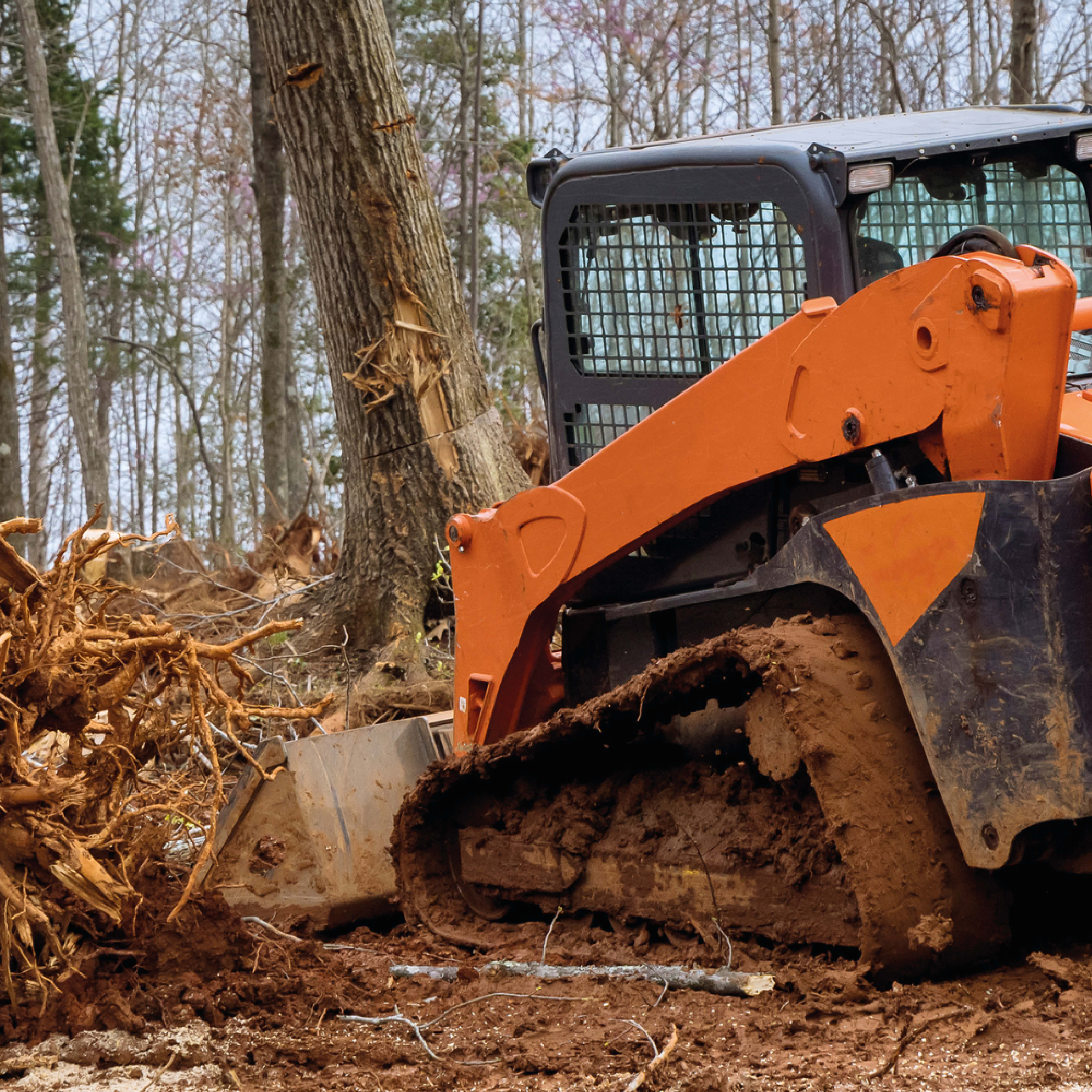 Comprehensive Guide to Tree Removal and Tree Services in Mississippi