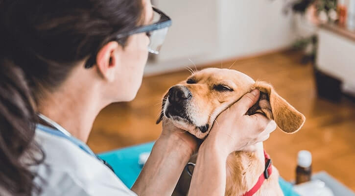 Top Pet Supply Store St Paul MN | Expert Pet Care in St Paul MN