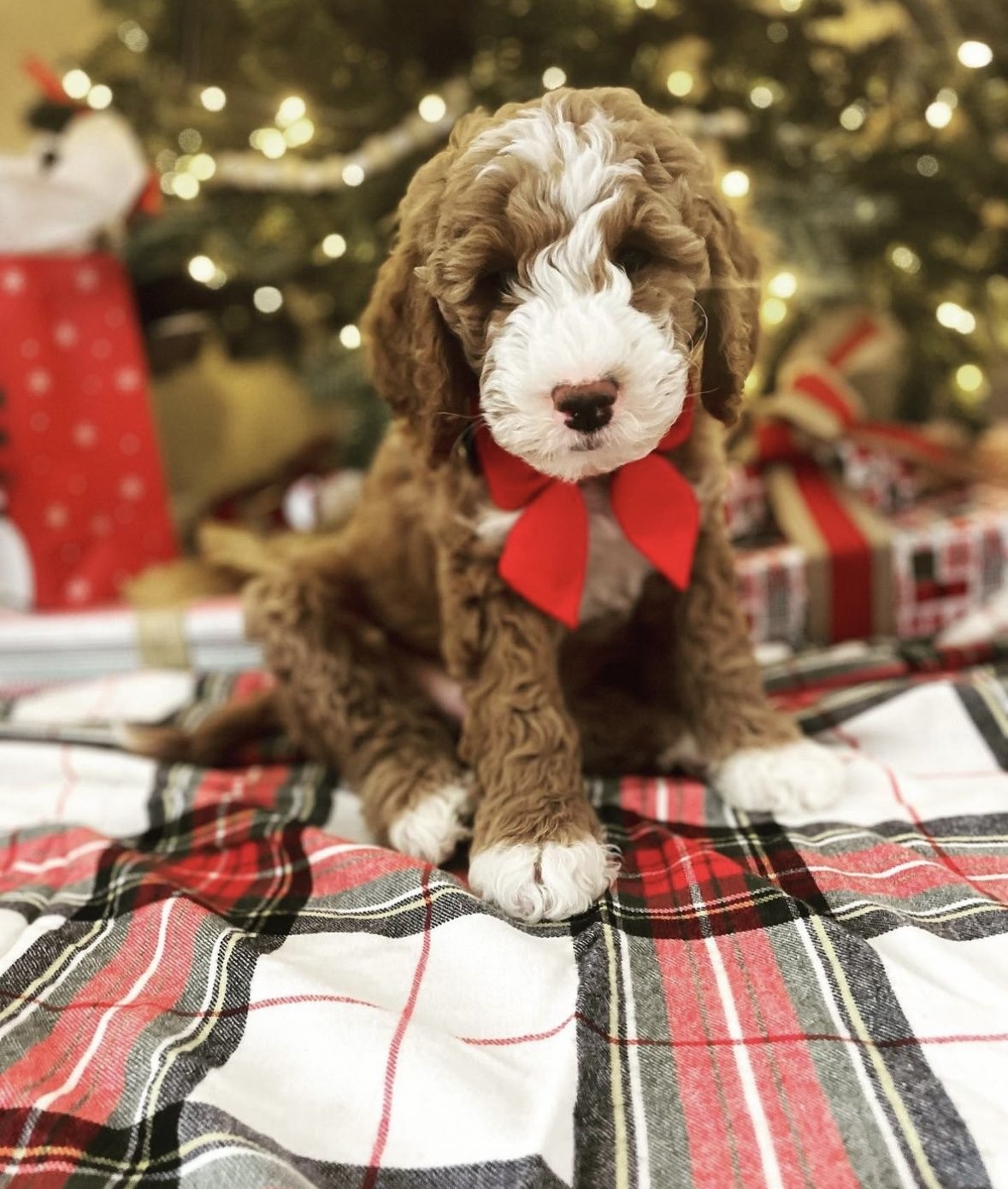 Tips for Raising Micro Mini Goldendoodle Puppies in California
