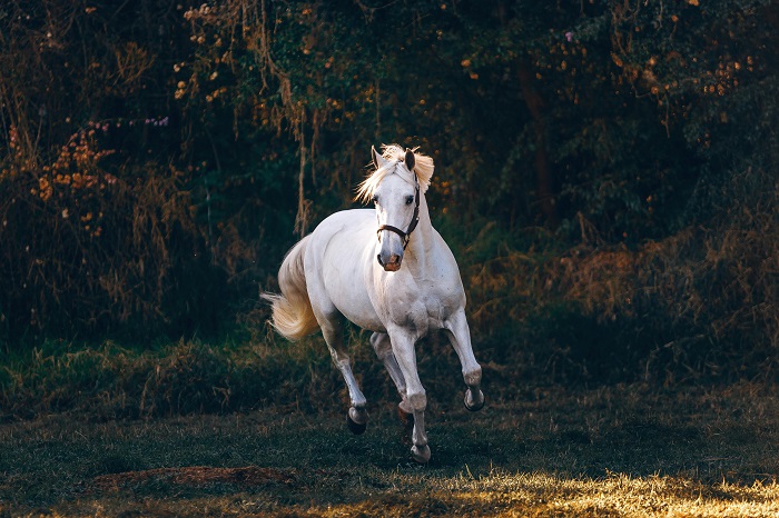 Horse Symbolism in Religion and Spirituality
