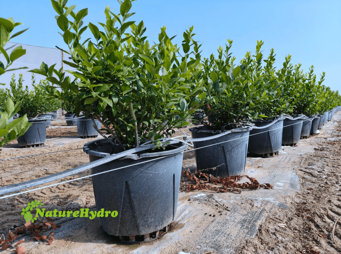 Where Water Meets Roots: The Crucial Role of Drainage Planter Pots in Plant Health