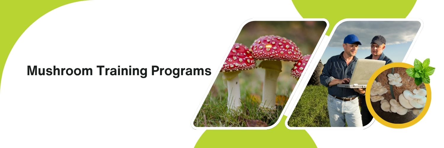 Modern Mushroom Farming: Techniques and Tips