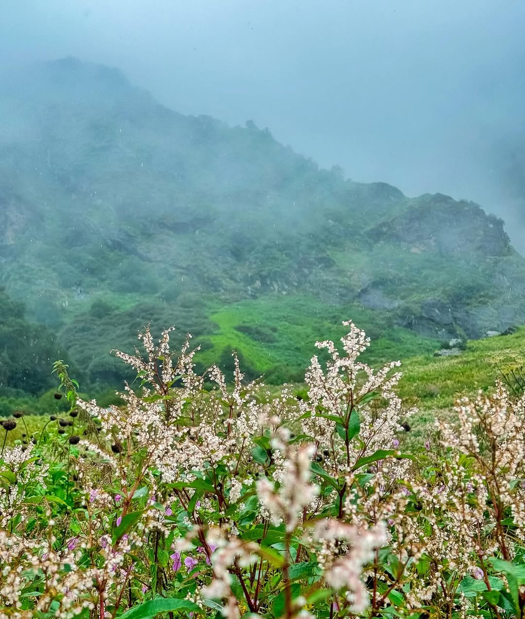 Best Time to Visit Valley of Flowers: Weather and Temperature Insights